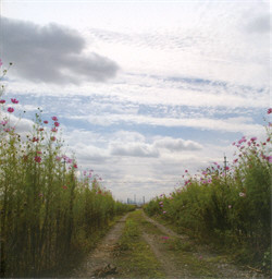 Motohiro Nakashima - We Hum On The Way Home (2009)
