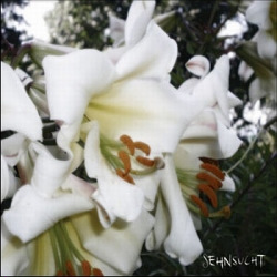 Sehnsucht - Wuste (2010)