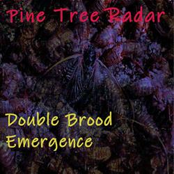 Pine Tree Radar - Double Brood Emergence (2024)