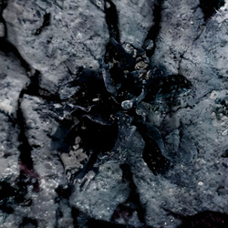 Solma - The Consciousness Of Plants (2025)